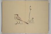 Kinkadō's Album of Drawings by Keibun (Keibun Kinka chō) 景文錦華帖, Matsumura Keibun 松村景文 (Japanese, 1779–1843), Woodblock printed book (orihon, accordion-style); ink and color on paper, Japan