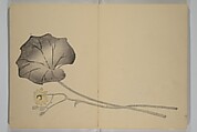 Kinkadō's Album of Drawings by Keibun (Keibun Kinka chō) 景文錦華帖, Matsumura Keibun 松村景文 (Japanese, 1779–1843), Woodblock printed book (orihon, accordion-style); ink and color on paper, Japan