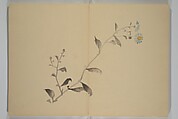 Kinkadō's Album of Drawings by Keibun (Keibun Kinka chō) 景文錦華帖, Matsumura Keibun 松村景文 (Japanese, 1779–1843), Woodblock printed book (orihon, accordion-style); ink and color on paper, Japan