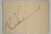 Kinkadō's Album of Drawings by Keibun (Keibun Kinka chō) 景文錦華帖, Matsumura Keibun 松村景文 (Japanese, 1779–1843), Woodblock printed book (orihon, accordion-style); ink and color on paper, Japan