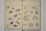 How to Draw Birds, Insects and Fish Simply (Chōjū ryakugashiki) 鳥獣略画式, Kuwagata Keisai 鍬形蕙斎 (Japanese, 1764–1824), Woodblock printed book; ink and color on paper, Japan