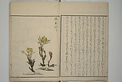 How to Draw Plants and Flowers Simply (Sōka ryakugashiki) 草花略画式, Kuwagata Keisai 鍬形蕙斎 (Japanese, 1764–1824), Woodblock printed book; ink and color on paper, Japan