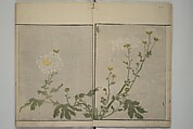 How to Draw Plants and Flowers Simply (Sōka ryakugashiki) 草花略画式, Kuwagata Keisai 鍬形蕙斎 (Japanese, 1764–1824), Woodblock printed book; ink and color on paper, Japan