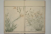 How to Draw Plants and Flowers Simply (Sōka ryakugashiki) 草花略画式, Kuwagata Keisai 鍬形蕙斎 (Japanese, 1764–1824), Woodblock printed book; ink and color on paper, Japan