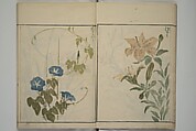 How to Draw Plants and Flowers Simply (Sōka ryakugashiki) 草花略画式, Kuwagata Keisai 鍬形蕙斎 (Japanese, 1764–1824), Woodblock printed book; ink and color on paper, Japan