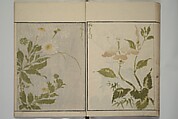 How to Draw Plants and Flowers Simply (Sōka ryakugashiki) 草花略画式, Kuwagata Keisai 鍬形蕙斎 (Japanese, 1764–1824), Woodblock printed book; ink and color on paper, Japan