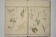 How to Draw Plants and Flowers Simply (Sōka ryakugashiki) 草花略画式, Kuwagata Keisai 鍬形蕙斎 (Japanese, 1764–1824), Woodblock printed book; ink and color on paper, Japan