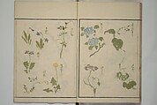 How to Draw Plants and Flowers Simply (Sōka ryakugashiki) 草花略画式, Kuwagata Keisai 鍬形蕙斎 (Japanese, 1764–1824), Woodblock printed book; ink and color on paper, Japan