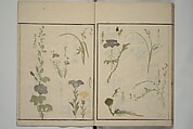 How to Draw Plants and Flowers Simply (Sōka ryakugashiki) 草花略画式, Kuwagata Keisai 鍬形蕙斎 (Japanese, 1764–1824), Woodblock printed book; ink and color on paper, Japan