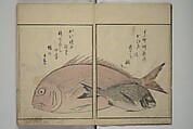 The Servants of the Dragon King of the Sea: Fish and Shells (Tatsu no miyatsuko gyokai fu) 龍の宮津子魚貝譜, Kuwagata Keisai 鍬形蕙斎 (Japanese, 1764–1824), Woodblock printed book; ink, color and mica on paper, Japan