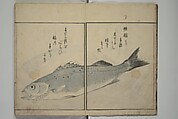 The Servants of the Dragon King of the Sea: Fish and Shells (Tatsu no miyatsuko gyokai fu) 龍の宮津子魚貝譜, Kuwagata Keisai 鍬形蕙斎 (Japanese, 1764–1824), Woodblock printed book; ink, color and mica on paper, Japan