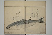 The Servants of the Dragon King of the Sea: Fish and Shells (Tatsu no miyatsuko gyokai fu) 龍の宮津子魚貝譜, Kuwagata Keisai 鍬形蕙斎 (Japanese, 1764–1824), Woodblock printed book; ink, color and mica on paper, Japan