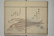 The Servants of the Dragon King of the Sea: Fish and Shells (Tatsu no miyatsuko gyokai fu) 龍の宮津子魚貝譜, Kuwagata Keisai 鍬形蕙斎 (Japanese, 1764–1824), Woodblock printed book; ink, color and mica on paper, Japan