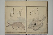 The Servants of the Dragon King of the Sea: Fish and Shells (Tatsu no miyatsuko gyokai fu) 龍の宮津子魚貝譜, Kuwagata Keisai 鍬形蕙斎 (Japanese, 1764–1824), Woodblock printed book; ink, color and mica on paper, Japan