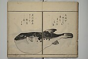 The Servants of the Dragon King of the Sea: Fish and Shells (Tatsu no miyatsuko gyokai fu) 龍の宮津子魚貝譜, Kuwagata Keisai 鍬形蕙斎 (Japanese, 1764–1824), Woodblock printed book; ink, color and mica on paper, Japan