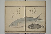 The Servants of the Dragon King of the Sea: Fish and Shells (Tatsu no miyatsuko gyokai fu) 龍の宮津子魚貝譜, Kuwagata Keisai 鍬形蕙斎 (Japanese, 1764–1824), Woodblock printed book; ink, color and mica on paper, Japan