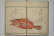 The Servants of the Dragon King of the Sea: Fish and Shells (Tatsu no miyatsuko gyokai fu) 龍の宮津子魚貝譜, Kuwagata Keisai 鍬形蕙斎 (Japanese, 1764–1824), Woodblock printed book; ink, color and mica on paper, Japan