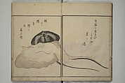 The Servants of the Dragon King of the Sea: Fish and Shells (Tatsu no miyatsuko gyokai fu) 龍の宮津子魚貝譜, Kuwagata Keisai 鍬形蕙斎 (Japanese, 1764–1824), Woodblock printed book; ink, color and mica on paper, Japan