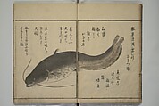 The Servants of the Dragon King of the Sea: Fish and Shells (Tatsu no miyatsuko gyokai fu) 龍の宮津子魚貝譜, Kuwagata Keisai 鍬形蕙斎 (Japanese, 1764–1824), Woodblock printed book; ink, color and mica on paper, Japan