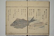 The Servants of the Dragon King of the Sea: Fish and Shells (Tatsu no miyatsuko gyokai fu) 龍の宮津子魚貝譜, Kuwagata Keisai 鍬形蕙斎 (Japanese, 1764–1824), Woodblock printed book; ink, color and mica on paper, Japan
