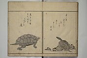 The Servants of the Dragon King of the Sea: Fish and Shells (Tatsu no miyatsuko gyokai fu) 龍の宮津子魚貝譜, Kuwagata Keisai 鍬形蕙斎 (Japanese, 1764–1824), Woodblock printed book; ink, color and mica on paper, Japan