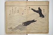The Servants of the Dragon King of the Sea: Fish and Shells (Tatsu no miyatsuko gyokai fu) 龍の宮津子魚貝譜, Kuwagata Keisai 鍬形蕙斎 (Japanese, 1764–1824), Woodblock printed book; ink and color on paper, Japan