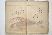 The Servants of the Dragon King of the Sea: Fish and Shells (Tatsu no miyatsuko gyokai fu) 龍の宮津子魚貝譜, Kuwagata Keisai 鍬形蕙斎 (Japanese, 1764–1824), Woodblock printed book; ink and color on paper, Japan