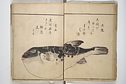 The Servants of the Dragon King of the Sea: Fish and Shells (Tatsu no miyatsuko gyokai fu) 龍の宮津子魚貝譜, Kuwagata Keisai 鍬形蕙斎 (Japanese, 1764–1824), Woodblock printed book; ink and color on paper, Japan