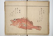 The Servants of the Dragon King of the Sea: Fish and Shells (Tatsu no miyatsuko gyokai fu) 龍の宮津子魚貝譜, Kuwagata Keisai 鍬形蕙斎 (Japanese, 1764–1824), Woodblock printed book; ink and color on paper, Japan