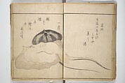 The Servants of the Dragon King of the Sea: Fish and Shells (Tatsu no miyatsuko gyokai fu) 龍の宮津子魚貝譜, Kuwagata Keisai 鍬形蕙斎 (Japanese, 1764–1824), Woodblock printed book; ink and color on paper, Japan