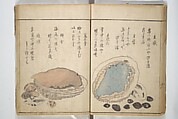 The Servants of the Dragon King of the Sea: Fish and Shells (Tatsu no miyatsuko gyokai fu) 龍の宮津子魚貝譜, Kuwagata Keisai 鍬形蕙斎 (Japanese, 1764–1824), Woodblock printed book; ink and color on paper, Japan