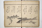 The Servants of the Dragon King of the Sea: Fish and Shells (Tatsu no miyatsuko gyokai fu) 龍の宮津子魚貝譜, Kuwagata Keisai 鍬形蕙斎 (Japanese, 1764–1824), Woodblock printed book; ink and color on paper, Japan