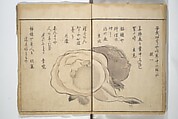 The Servants of the Dragon King of the Sea: Fish and Shells (Tatsu no miyatsuko gyokai fu) 龍の宮津子魚貝譜, Kuwagata Keisai 鍬形蕙斎 (Japanese, 1764–1824), Woodblock printed book; ink and color on paper, Japan