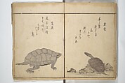 The Servants of the Dragon King of the Sea: Fish and Shells (Tatsu no miyatsuko gyokai fu) 龍の宮津子魚貝譜, Kuwagata Keisai 鍬形蕙斎 (Japanese, 1764–1824), Woodblock printed book; ink and color on paper, Japan