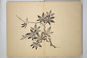 Ōkyō Picture Album (Ōkyo gafu) 應舉画譜, After Maruyama Ōkyo 円山応挙 (Japanese, 1733–1795), Woodblock printed book (orihon, accordion-style); ink and color on paper, Japan