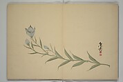 Album of the Phoenix Bird (Ranpō jō) 鸞鳳帖, Keian Tenrai 桂庵天籟 (Japanese), Woodblock printed book (orihon, accordion-style); ink and color on paper with metallic pigments, Japan