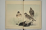 Picture Album of Birds and Flowers (Kachō gafu) 華鳥画譜, Watanabe Seitei 渡辺省亭 (Japanese, 1851–1918), Woodblock printed book; ink and color on paper, Japan