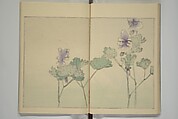 Picture Album of Birds and Flowers (Kachō gafu) 華鳥画譜, Watanabe Seitei 渡辺省亭 (Japanese, 1851–1918), Woodblock printed book; ink and color on paper, Japan