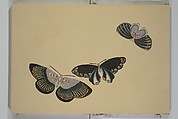 A Thousand Butterflies (Chō senshu) 蝶千種, Kamisaka Sekka 神阪雪佳 (Japanese, 1866–1942), Set of two woodblock printed books (orihon, accordion-style); ink and color on paper, Japan