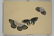 A Thousand Butterflies (Chō senshu)  蝶千種, Kamisaka Sekka 神阪雪佳 (Japanese, 1866–1942), Set of two woodblock printed books (orihon, accordion-style); ink and color on paper, Japan