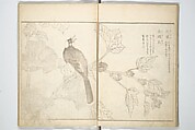 True Depictions of Bird and Flower Pictures (Kachōe shashin zui) 花鳥写真図彙; 花鳥写真図会(かちょうえ しゃしん ずえ), Kitao Shigemasa 北尾重政 (Japanese, 1739–1820), Set of three woodblock printed books; ink on paper, Japan