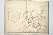 True Depictions of Bird and Flower Pictures (Kachōe shashin zui) 花鳥写真図彙; 花鳥写真図会(かちょうえ しゃしん ずえ), Kitao Shigemasa 北尾重政 (Japanese, 1739–1820), Set of three woodblock printed books; ink on paper, Japan