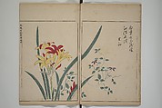A Collection of Lively Sketches [Of Flowers and Insects] of the Ming Dynasty (Minchō shiken) 明朝紫硯, Ooka Shunboku 大岡春卜 (1680–1763), Set of three woodblock printed books; ink and color on paper, Japan