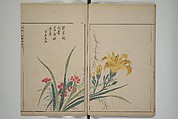 A Collection of Lively Sketches [Of Flowers and Insects] of the Ming Dynasty (Minchō shiken) 明朝紫硯, Ooka Shunboku 大岡春卜 (1680–1763), Set of three woodblock printed books; ink and color on paper, Japan