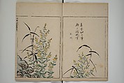 A Collection of Lively Sketches [Of Flowers and Insects] of the Ming Dynasty (Minchō shiken) 明朝紫硯, Ooka Shunboku 大岡春卜 (1680–1763), Set of three woodblock printed books; ink and color on paper, Japan