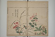 A Collection of Lively Sketches [Of Flowers and Insects] of the Ming Dynasty (Minchō shiken) 明朝紫硯, Ooka Shunboku 大岡春卜 (1680–1763), Set of three woodblock printed books; ink and color on paper, Japan