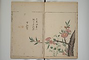 A Collection of Lively Sketches [Of Flowers and Insects] of the Ming Dynasty (Minchō shiken) 明朝紫硯, Ooka Shunboku 大岡春卜 (1680–1763), Set of three woodblock printed books; ink and color on paper, Japan