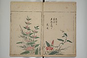 A Collection of Lively Sketches [Of Flowers and Insects] of the Ming Dynasty (Minchō shiken) 明朝紫硯, Ooka Shunboku 大岡春卜 (1680–1763), Set of three woodblock printed books; ink and color on paper, Japan