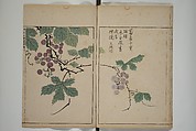 A Collection of Lively Sketches [Of Flowers and Insects] of the Ming Dynasty (Minchō shiken) 明朝紫硯, Ooka Shunboku 大岡春卜 (1680–1763), Set of three woodblock printed books; ink and color on paper, Japan