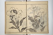 Soken Picture Album: The Plant Section (Soken gafu: Sōka no bu)  素絢画譜 草花之部, Yamaguchi Soken 山口素絢 (Japanese, 1759–1818), Woodblock printed book; ink on paper, Japan